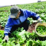 درآمد بالای ۶۰ میلیون تومان کشاورزان مشمول مالیات می‌شود
